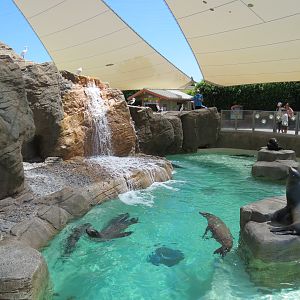 Pacific Point - Pinniped Exhibit 1