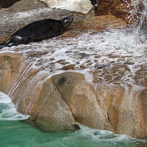 Pacific Point - Pinniped Exhibit 1 - Harbor Seal