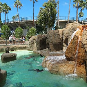 Pacific Point - Pinniped Exhibit 1