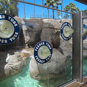 Pacific Point - Pinniped Exhibit 2