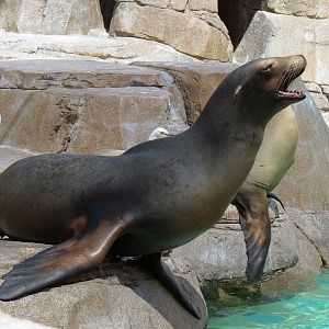 Pacific Point - Pinniped Exhibit 2 - California Sea Lion