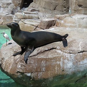 Pacific Point - Pinniped Exhibit 2 - California Sea Lion
