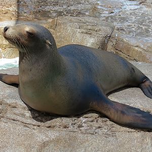 Pacific Point - Pinniped Exhibit 2 - California Sea Lion