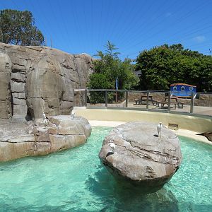 Pacific Point - Pinniped Exhibit 2