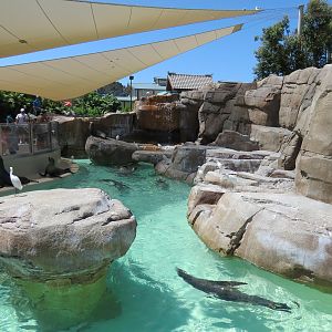 Pacific Point - Pinniped Exhibit 2