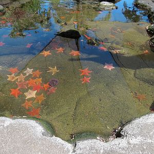 Tidepool