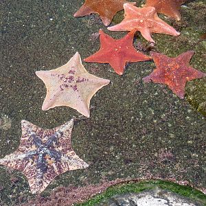 Tidepool - Bat Star