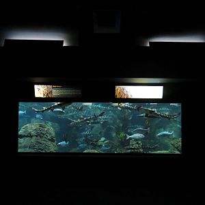 Aquaria: World of Fishes - Kelp Forests Exhibit
