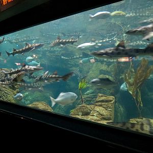 Aquaria: World of Fishes - Kelp Forests Exhibit
