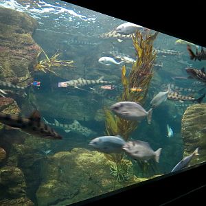 Aquaria: World of Fishes - Kelp Forests Exhibit