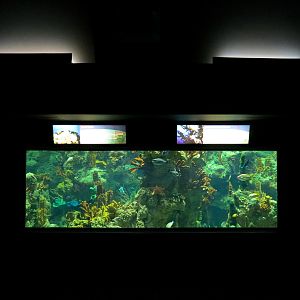 Aquaria: World of Fishes - Coral Reefs Exhibit