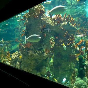 Aquaria: World of Fishes - Coral Reefs Exhibit