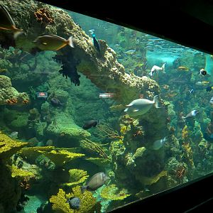 Aquaria: World of Fishes - Coral Reefs Exhibit