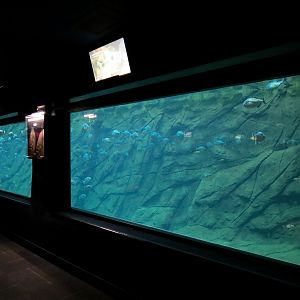 Aquaria: World of Fishes - Red-bellied Piranha and Buck-toothed Tetra Exhib