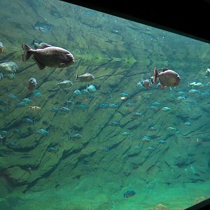 Aquaria: World of Fishes - Red-bellied Piranha and Buck-toothed Tetra Exhib