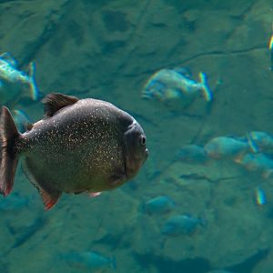 Aquaria: World of Fishes - Red-bellied Piranha and Buck-toothed Tetra Exhib