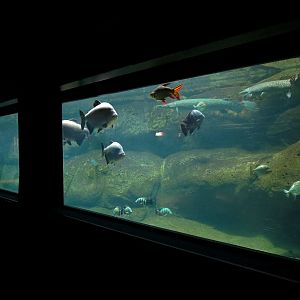 Aquaria: World of Fishes - Game Fishes Exhibit