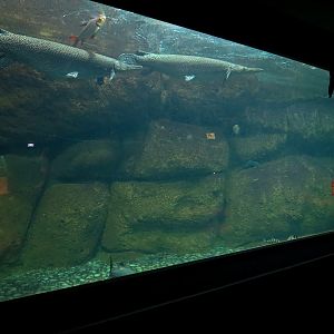 Aquaria: World of Fishes - Game Fishes Exhibit
