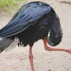 Purple swamphen / Gallinule