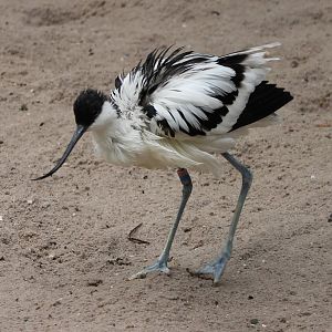 Avocet