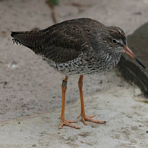 Redshank