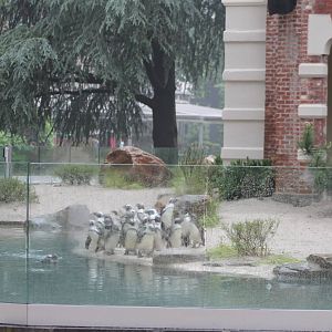 New penguin-enclosure
