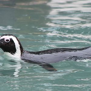 African penguin