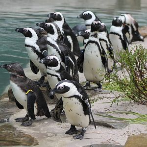 African penguins