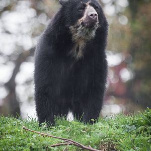 Spectacled Bear ?Lima? - 07/11/2014