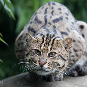 Fishing cat : RSCC : 12 Oct 2014