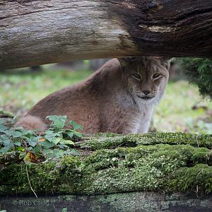 Northern lynx : Howletts : 14 Oct 2014