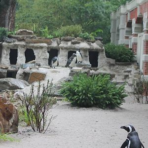 Nesting-places African penguins