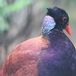Bronze-necked pheasant pigeon