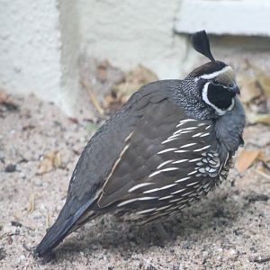 Californian quail