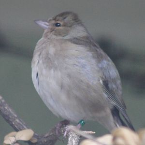 North-african chaffinch