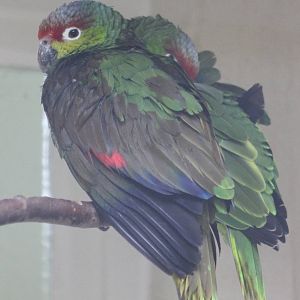 Ecuadorian red-lored amazones