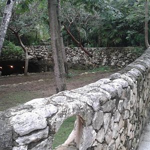 Enclosure Yucatan white-tailed deers