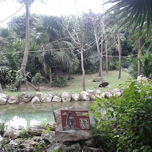 Enclosure Yucatan spider monkey's