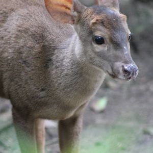 Yucatan brocket deer