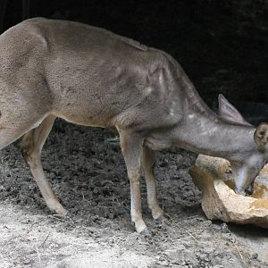 Yucatan whitr-tailed deer