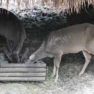 Yucatan white-tailed deers