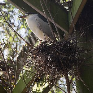 Night heron : Wildwood : 16 Oct 2014