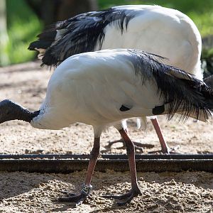Sacred ibis : Wildwood : 16 Oct 2014
