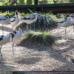 Avocets (and redshank) : Wildwood : 16 Oct 2014