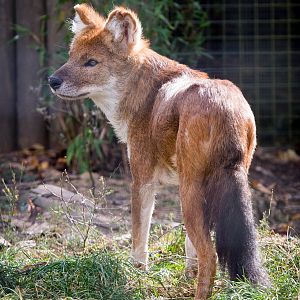 Dhole : Twycross : 03 Oct 2014