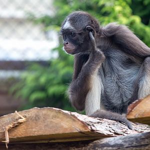 Variegated spider monkey : Twycross : 03 Oct 2014