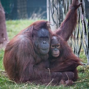 Bornean orangutan : Twycross : 03 Oct 2014