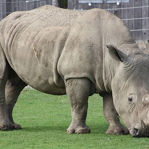 White Rhinoceros, 30th September 2014