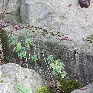 Good old Flamingo Park breeze blocks still in use, 30th September 2014