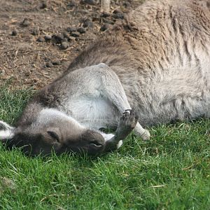 Western Grey Kangaroo, 30th September 2014